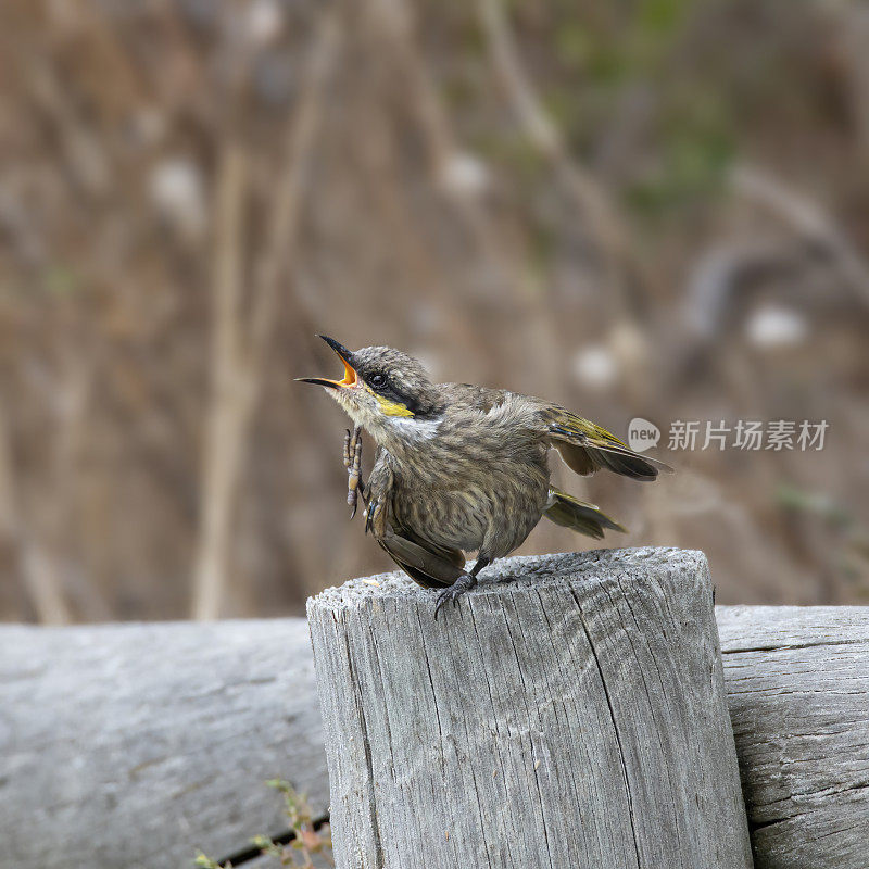 黄脸蜜蛉(Caligavis chrysops)